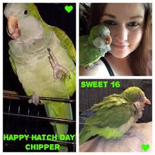 16lb. Bird about ready to come off.