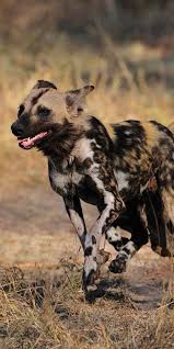 Maybe you would like to learn more about one of these? Kruger National Park Luxury Safaris South Africa South Africa Animals Wild Dogs Africa Animals
