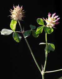 Image result for Trifolium spumosum