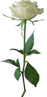 Flores Naturales Natural Flowers White Rose Png Beautiful Roses White Roses