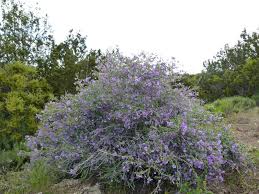 Image result for Solanum supinum