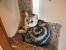 British Shorthair Silver Tipped
