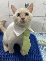 Identifying a Flame Point Siamese Cat