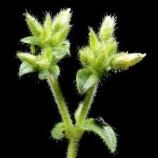 Image result for Cerastium octandrum
