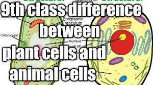 Plant and animal cell organelles. 9th Class Biology Difference Between Plant Cell And Animal Youtube