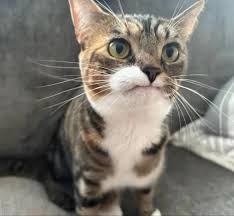 Unforgivable : rBikiniBottomTwitter