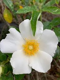 Image result for Rosa laevigata