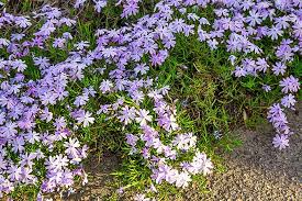 Fragrant magenta purple blooming ground cover. 48 Flowering Ground Cover Plants For Your Garden And Yard Garden Mandy
