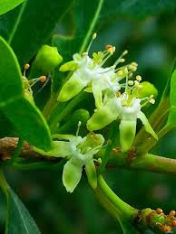 Image result for Erythroxylum emarginatum
