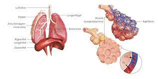 Anatomie Und Physiologie Der Atmung