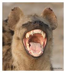 When Hyenas Attack A Robsten Nonsten Love Story Scary Animals Animals Beautiful Animals