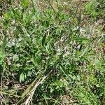 Image result for Ocimum filamentosum