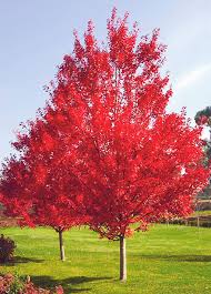 The red maple, october glory (acer rubrum october glory), is one of the parent plants of the hybrid autumn blaze (acer x freemanii jeffersred), so they are very similar. October Glory Maple Tree Tlc Garden Centers