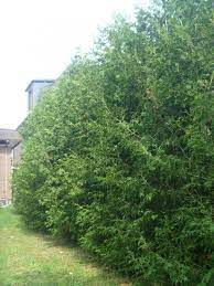 How far apart should i plant a cedar hedge? The Tree Of Life Leaf Local Enhancement Appreciation Of Forests