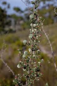 Image result for Cliffortia