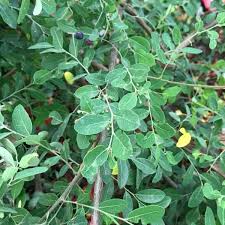 Image result for Phyllanthus udoricola