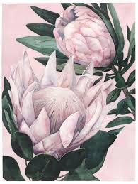 Pin By Claire Thiart On 1 Archived Pieces Parts Protea Art Flower Art Flower Painting