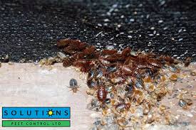 Image result for bed bugs droppings