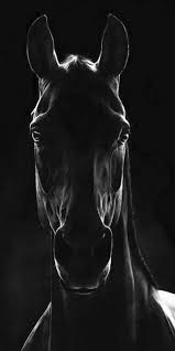 Check spelling or type a new query. Black Fantasy Horse Horses Lord Magic Rhinoceros Rings Unicorn Zorro Hd Mobile Wallpaper Peakpx