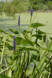 Image result for Pontederia