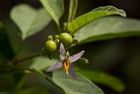 Image result for Solanum tettense