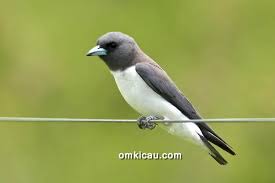 Karena capung sebagai makanan burung tersebut. Burung Kekep Babi Digemari Bukan Karena Kicauannya Om Kicau