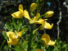 Image result for Bonatea pulchella