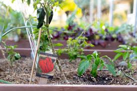Learning how to control grasshoppers begins with prevention and an understanding of how these pests feed and reproduce. 5 Tips For Keeping Pests Out Of Your Garden