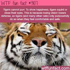 Wtf Facts Funny Interesting Weird Facts Wtf Fun Facts Fun Facts Weird Facts