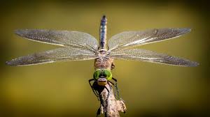 A free concert for undergraduate students at drexel university! Dragonflies Use Backflips To Right Themselves When Thrown Off Balance Slashgear