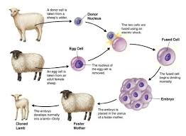 Mulitcellular Organisms Biology Notes Sheep Clone
