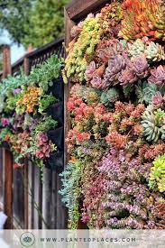 Custom Project Gallery Succulent Wall Garden Living Wall Garden Vertical Garden Wall