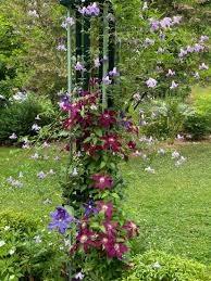 Image result for Clematis