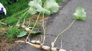 Teratai merupakan salah satu tanaman hias yang tumbuh di air. Orang Jepang Ternyata Suka Mengonsumsi Akar Teratai Tribunnews Com Mobile