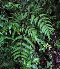 Image result for Pteris muricella