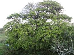 Image result for F kus Ficus