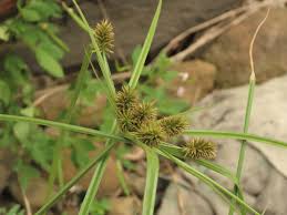 Image result for Cyperus cyperoides