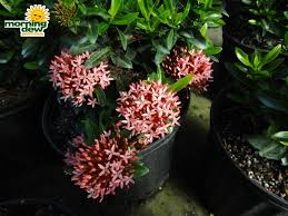 Image result for Ixora praetermissa