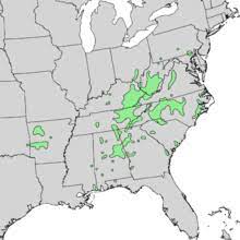 And all of them are found in the eastern part of the however, the cucumber magnolia is protected in indiana because it is rare in its native range there. Magnolia Tripetala Wikipedia