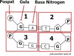 Kepala seksi pemerintahan kecamatan kosambi, sunartim menjelaskan, seorang kepala desa harus mampu melakukan inisiasi pergerakan ekonomi di desanya. Perhatikan Gambar Untai Nukleotida Pada Dna Berikut Jumlah Nukleotida Yang Menyusun Untai Dna Tersebut Adalah Blog Pak Pandani