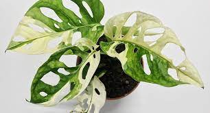 Variegated minima have a pattern block that is inexpressively pleasing because of its neat formation in the foliage. 15k Study Reveals The Most Expensive Houseplants