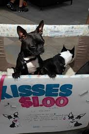 North carolina bulldog rescue group directory. Meet Baby Zoe She Is One Of Two Frenchtons Boston French Bulldog Mix That My Rescue Boston Terrier Rescue Of Nc Took In Last Week