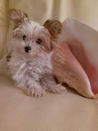 Puddles hi, i'm puddles and i will just do everything i can to make you happy. Cute Yorkie X Maltese Morkie Puppy For Adoption For Sale In Fremont California Classified Americanlisted Com