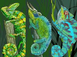 How To Take Care Of A Chameleon Chameleon Pet Chameleon Chameleon Care