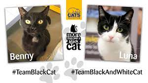 Cats Protection Benny And Luna Our Sponsor Cats From Facebook