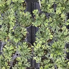 Image result for Actiniopteris