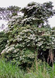 Image result for Cordia africana