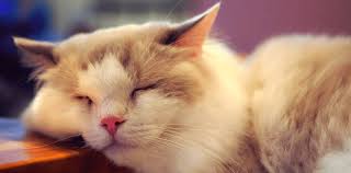 Here S What It Means When Your Cat Rubs Against Your Feet 49 Other Strange Cat Behaviors Cat Behavior Cat Pics Cats
