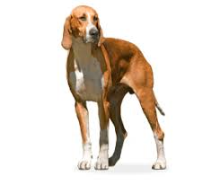 Their short, double coat is tricolour, black, white and tan. Francais Tricolore Fiche Race Chien Chiot Francais Tricolore Wikichien