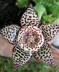 Image result for Orbea paradoxa